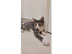 Adopt Burmese a Spotted Tabby/Leopard Spotted Domestic Shorthair / Mixed cat in