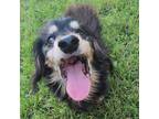Adopt Archie a Dachshund, Mixed Breed