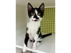 Adopt Dorsey a Black & White or Tuxedo Domestic Shorthair / Mixed cat in