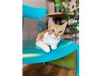 Adopt Huckleberry a Orange or Red (Mostly) Domestic Shorthair / Mixed cat in