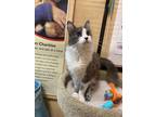 Adopt Bella a Gray or Blue (Mostly) Domestic Longhair / Mixed cat in ROWLETT