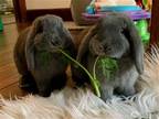 Adopt Thor and Jane RABBIT BONDED PAIR a Grey/Silver Lop