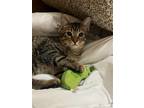 Adopt Chevelle a Brown Tabby Domestic Shorthair / Mixed (short coat) cat in