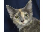 Adopt Regina George a Calico or Dilute Calico Domestic Shorthair (short coat)