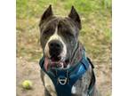 Adopt Fang a Great Dane, Pit Bull Terrier