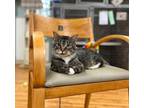 Adopt Carson a Domestic Shorthair / Mixed cat in Kingston, NY (39186849)