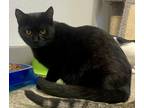 Adopt Wednesday Too a Domestic Shorthair / Mixed (short coat) cat in Clinton