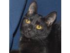 Adopt Benjamin a Black (Mostly) Domestic Shorthair (short coat) cat in Richmond