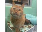Adopt Sammy Sosa a Domestic Shorthair / Mixed (short coat) cat in South Bend