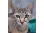 Adopt Penelope a Brown Tabby Domestic Shorthair (short coat) cat in Encinitas