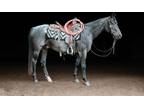 Watch Video! Family Oriented Blue Roan Gelding