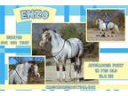 Enzo~Fancy*Safe*Fun*Lesson/Roping/Trail/Family Appy Pony Gelding~