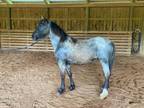 Blue Roan Gypsy Cross!