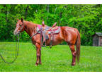 Super Nice Aqha Registered Sorrel Mare, Anyone Can Ride, Very Broke