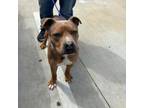 Adopt Slate a American Staffordshire Terrier
