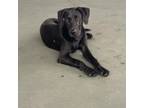 Adopt Seymour a Black Labrador Retriever, Great Dane