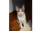 Adopt Darwin a Brown Tabby Domestic Shorthair / Mixed cat in Rochester