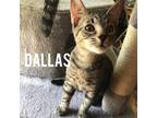 Adopt Dallas a All Black Domestic Shorthair / Mixed cat in Rochester