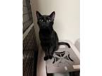 Adopt Caviar a All Black Domestic Shorthair / Mixed cat in Rochester