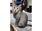 Adopt Chai a Brown Tabby Domestic Shorthair / Mixed cat in Rochester