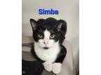 Adopt Simba a Black & White or Tuxedo Domestic Shorthair / Mixed cat in