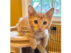 Adopt Doc a Orange or Red Tabby Domestic Shorthair / Mixed cat in Rochester