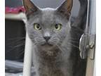 Adopt Petal a Gray or Blue Domestic Shorthair / Mixed (short coat) cat in