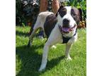 Adopt Beetle a Black - with White American Pit Bull Terrier / Mixed dog in