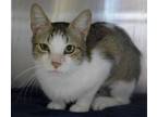 Adopt Arthur a Gray or Blue (Mostly) Domestic Shorthair / Mixed (short coat) cat