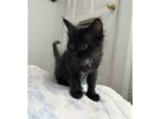 Adopt GISELE a Black (Mostly) Domestic Mediumhair / Mixed (medium coat) cat in