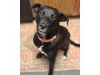 Adopt Lexus a Black - with White Labrador Retriever / Mixed Breed (Medium) /