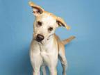 Adopt ZEUS a Tan/Yellow/Fawn Labrador Retriever / Mixed dog in Phoenix