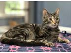 Adopt Stormy a Gray, Blue or Silver Tabby Domestic Shorthair (short coat) cat in