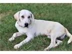 Adopt KASSIDY a Labrador Retriever / Mixed dog in richmond, VA (38944813)