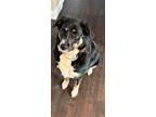 Adopt MILEY a Australian Shepherd / Mixed dog in richmond, VA (38973982)