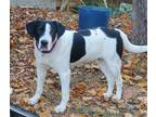 Adopt KIND KLANCY a Labrador Retriever / Mixed dog in richmond, VA (38941706)