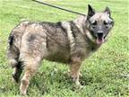 Adopt LYISA a Norwegian Elkhound / Mixed dog in richmond, VA (39030573)