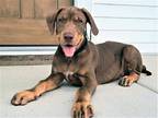 Adopt PUPPY WALNUT a Labrador Retriever / Mixed dog in richmond, VA (39038302)
