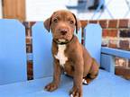 Adopt PUPPY MACADAMIA NUT a Tan/Yellow/Fawn Labrador Retriever / Mixed dog in