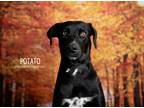 Adopt Potato a Black - with White Labrador Retriever dog in Littleton