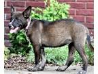 Adopt PUPPY MIDGE a Australian Cattle Dog / Mixed dog in richmond, VA (39073843)