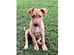 Adopt PUPPY COLBY a Labrador Retriever / Mixed dog in richmond, VA (39065631)