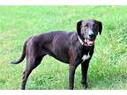 Adopt KARMEN a Black Labrador Retriever / Mixed dog in Andover, CT (38941703)