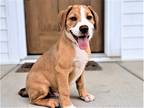 Adopt PUPPY COCONUT CRUNCH a Labrador Retriever / Mixed dog in Andover