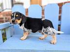 Adopt PUPPY ANGUS a Beagle / Mixed dog in Andover, CT (39038294)