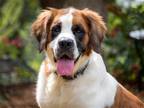 Adopt BETSY a Tricolor (Tan/Brown & Black & White) St. Bernard / Mixed dog in