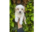 Adopt Tommy Light a Red/Golden/Orange/Chestnut - with White Maltipoo / Mixed dog