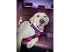 Adopt Gigi a White - with Tan, Yellow or Fawn Labrador Retriever / Mixed dog in