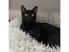 Adopt Zara a All Black Domestic Shorthair / Mixed cat in Jupiter, FL (39036537)