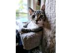 Adopt Kolger (23-440) a Brown Tabby Domestic Shorthair / Mixed cat in York